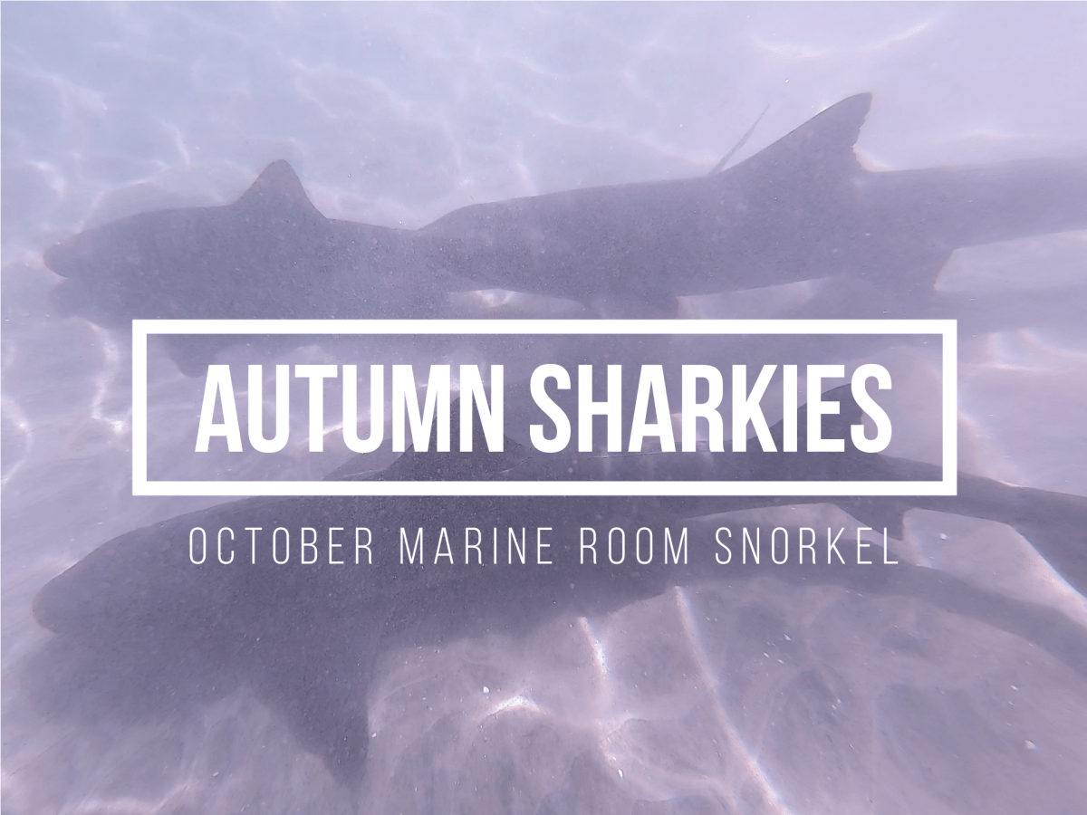 Autumn Sharks